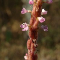 Striga gesnerioides (Willd.) Vatke